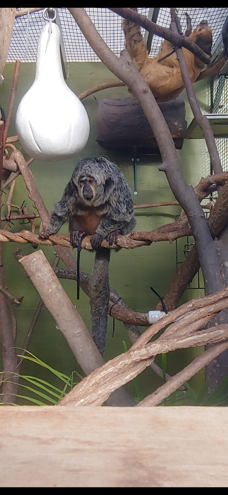 Monkey/Sloth/ Lazy Sunday Afternoon