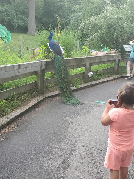 Peacock