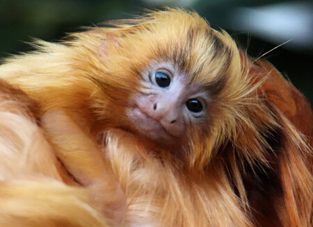 BABT LION TAMARIN