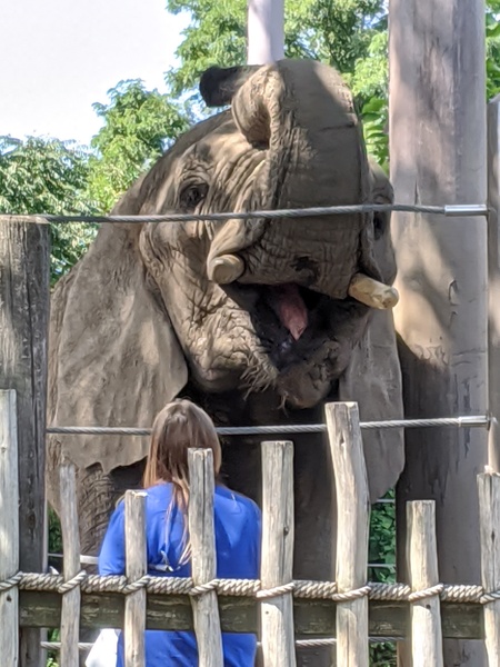 Elephant laughing