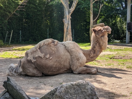 Majestic Camel