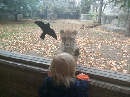 Cheetah Encounter