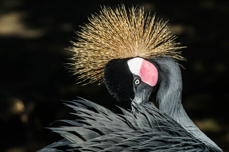 Crowned Crane