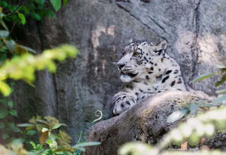 Snow Leopard