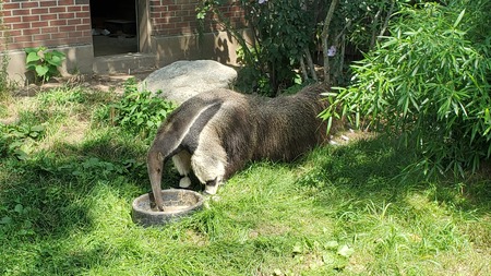 Giant Ant Eater