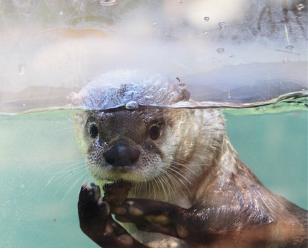 North American River Otter