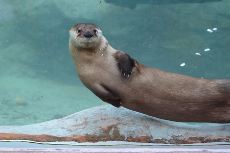 N.A. River Otter/"Bubbling Over with Pleasure to See You Too"