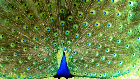 Peacock