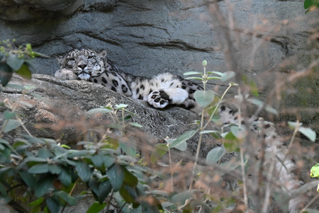 Snow Leopard