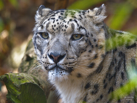 Snow Leopard