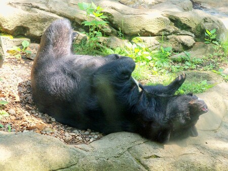 Moon Bear Relaxing