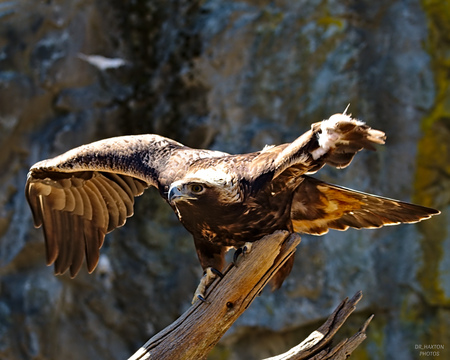 Golden Eagle Preparing for Takeoff