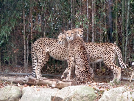 Cheetahs