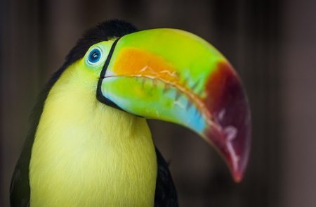 Keel-Billed Toucan/Here's Looking at You