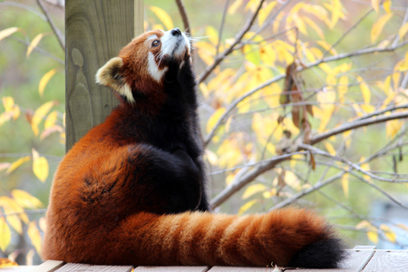 Red panda