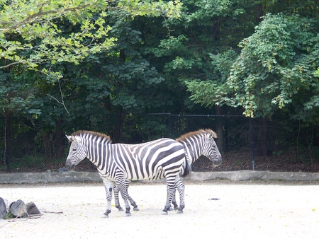 zebra