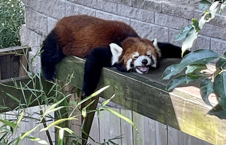 Red Hot Panda Days of Summer 