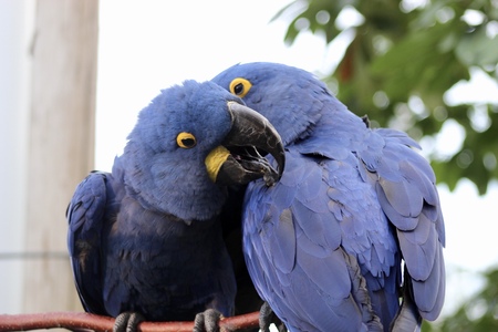 Falling in Love at the Zoo