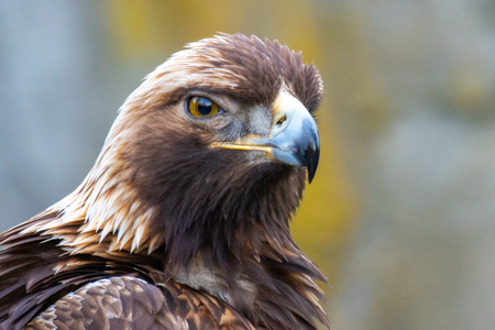 Eagle / Eyes on You