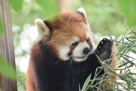 Red Panda Salute!