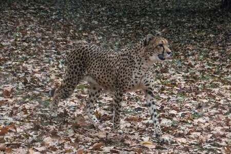 Cheetah/You see me not