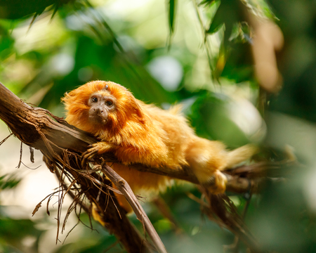 Tamarin/Monkey See