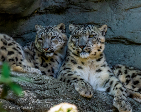 Snow Leopards