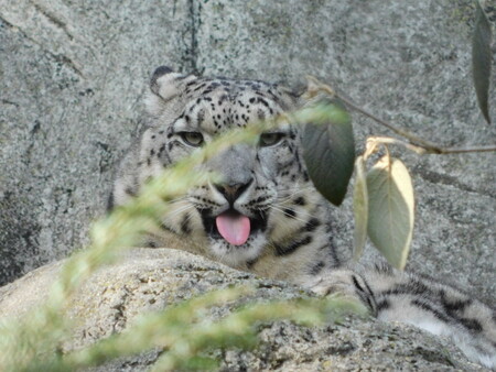 Snow Leopard