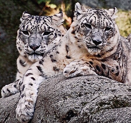 Sweet Snow Leopards