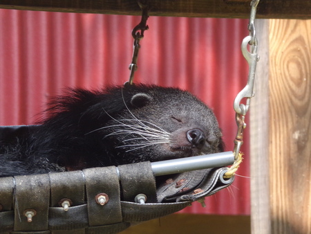 Binturong/"Furry Guy"