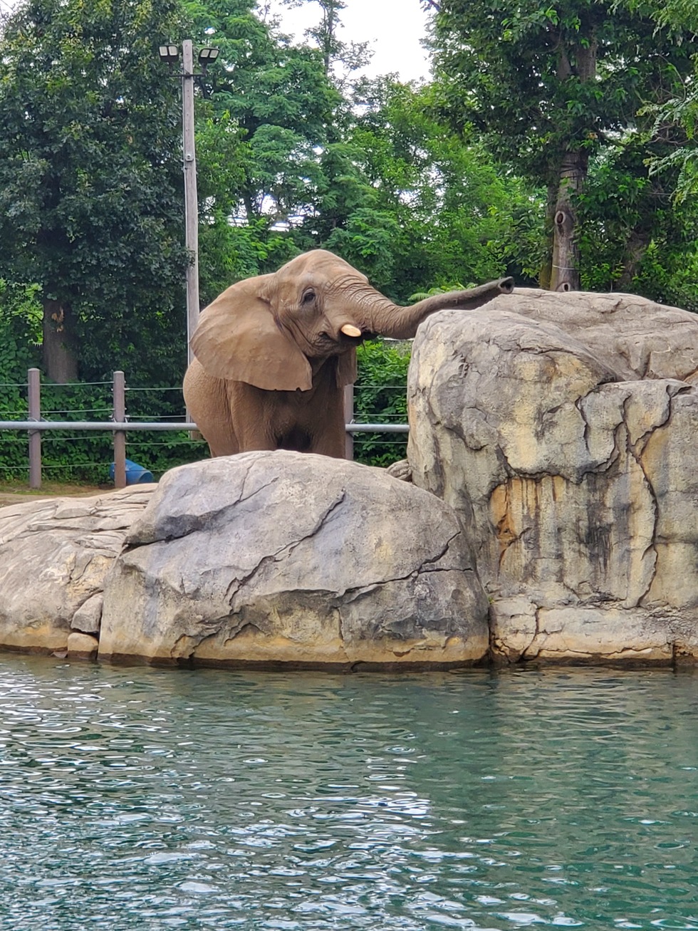 Vote for Elephant Roger Williams Park Zoo 2022 Photo Calendar