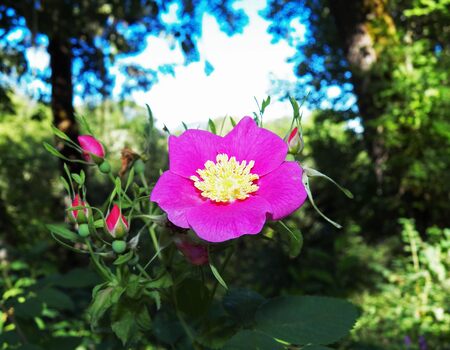 Mount Pisgah Wild Rose