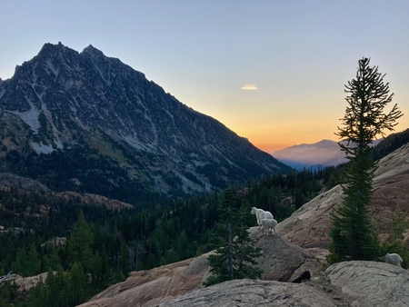 Mountain goats taking in the sunrise