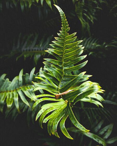 Oregon Coast fern