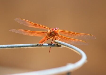 Backyard Flame Skimmer