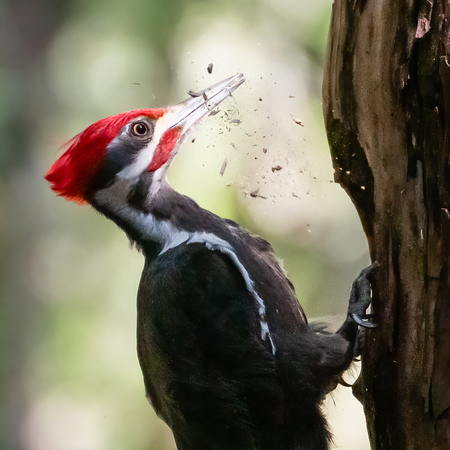Pileated Woodpecker makes a hole in the tree for his nest