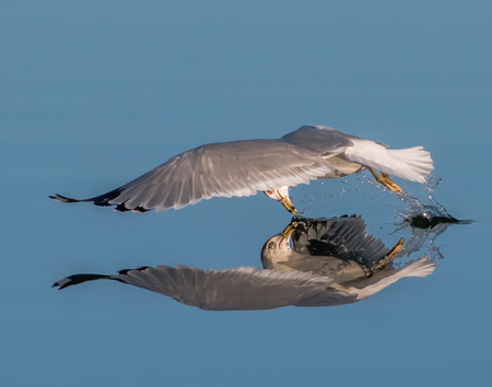 Gull catches fish, with reflection
