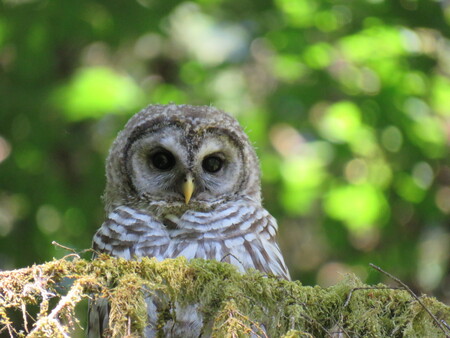 Juvenile Barred Owl