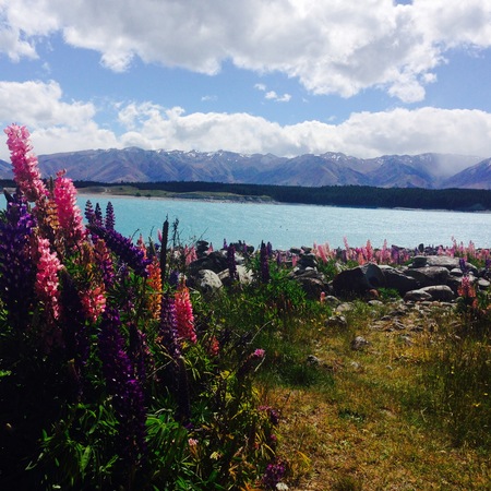 Wild Lupins at Lake Tekapo