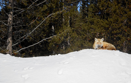 Snowbank Nap