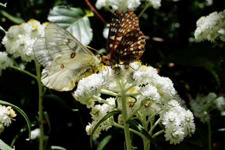Parnassian and Checkerspot butterflies on Pearly Everlasting, Ape Canyon Trail, Mount St. Helens