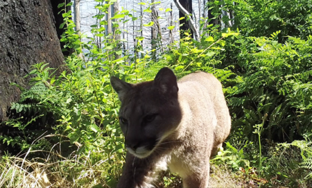 Cougar in the Eagle Creek Burn