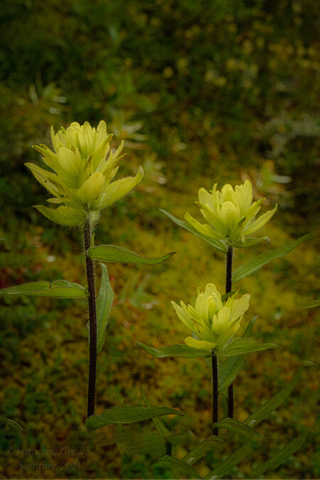 Yellow Indian paintbrush