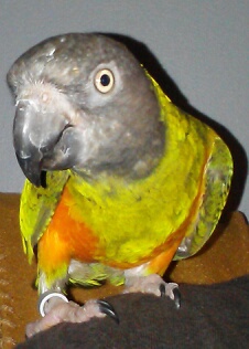 Elliott
