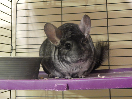 Trixie