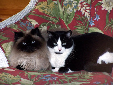 Tommy and Charlie