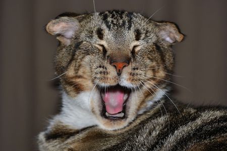 Obi