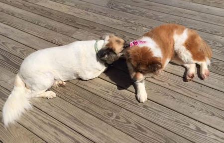 Alli and Marley