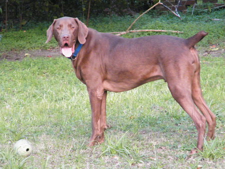 Yogi
