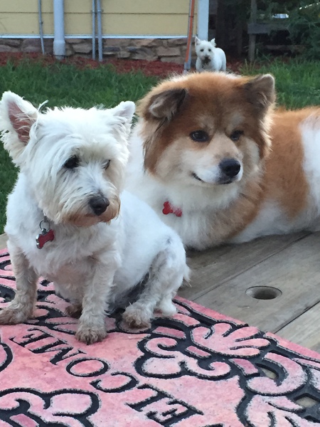 Annie and Marley, Austin in the background